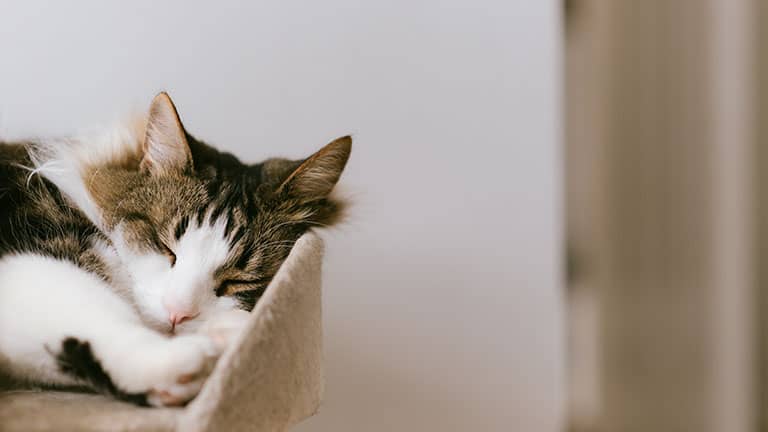 Cute cat sleeping on scratching post at beautiful home